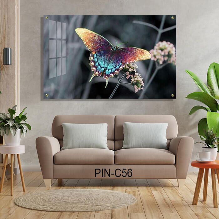 פרפר צבעוני