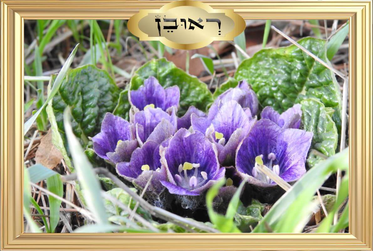 שלט לבית כנסת של שבט ראובן